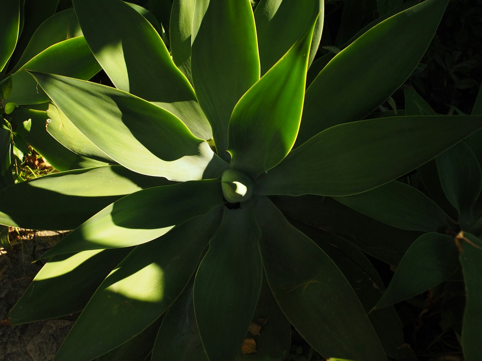 Backlit blue agave leaves catching late-afternoon sun in a Peoria front bed.